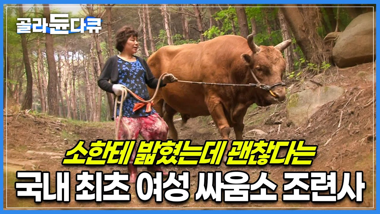 남편과 항상 의견차이가 심해도 자식만큼 귀하게 소를 키운 아내┃시골 미장원 미용사에서 국내 최초 여성 싸움소 조련사 된 사연┃극한직업┃#골라듄다큐