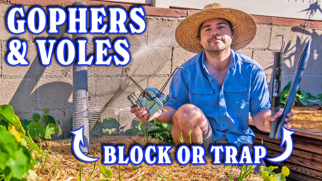 Get Rid Of Gophers and Voles from Your Garden for GOOD!