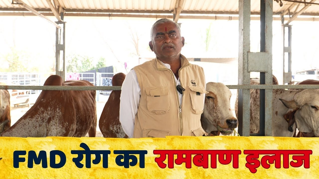 fmd रोग का रामबाण इलाज | गौपालकों के लिए विशेष ध्यान... | Gir Gau Jatan | Rameshbhai Rupareliya