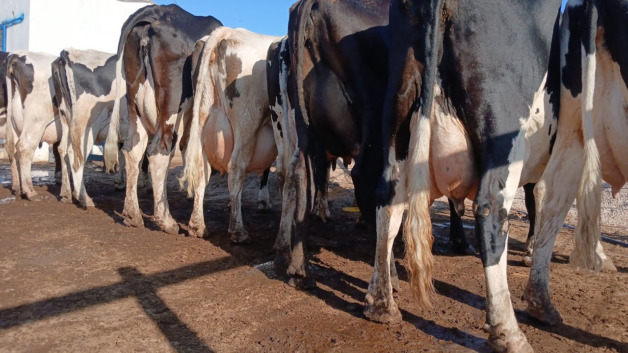 10 VACAS EM LACTAÇAO A VENDA 87981470453 MEIDA DE 25A35 AGUAS BELAS PE