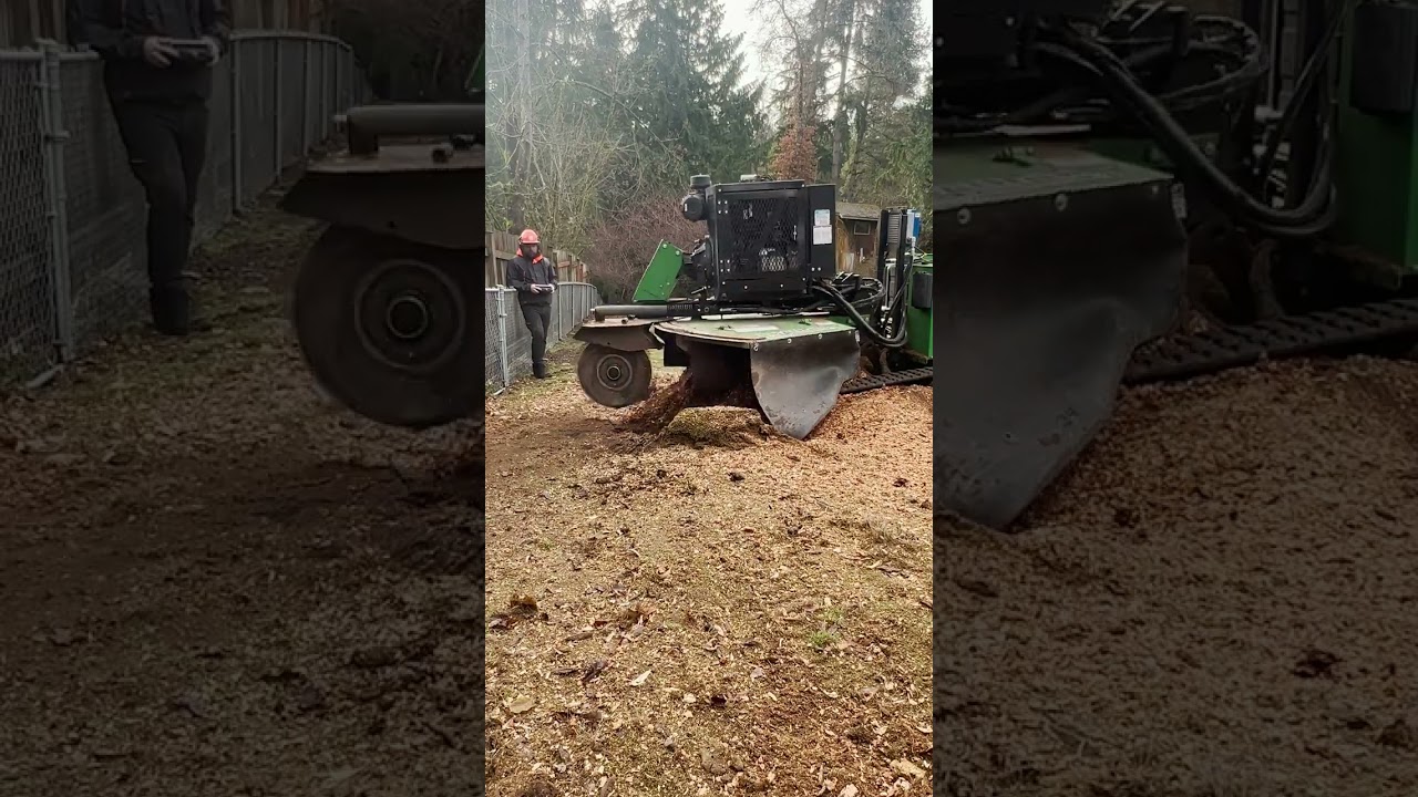 Stump With Massive Sprawling Root System Removed