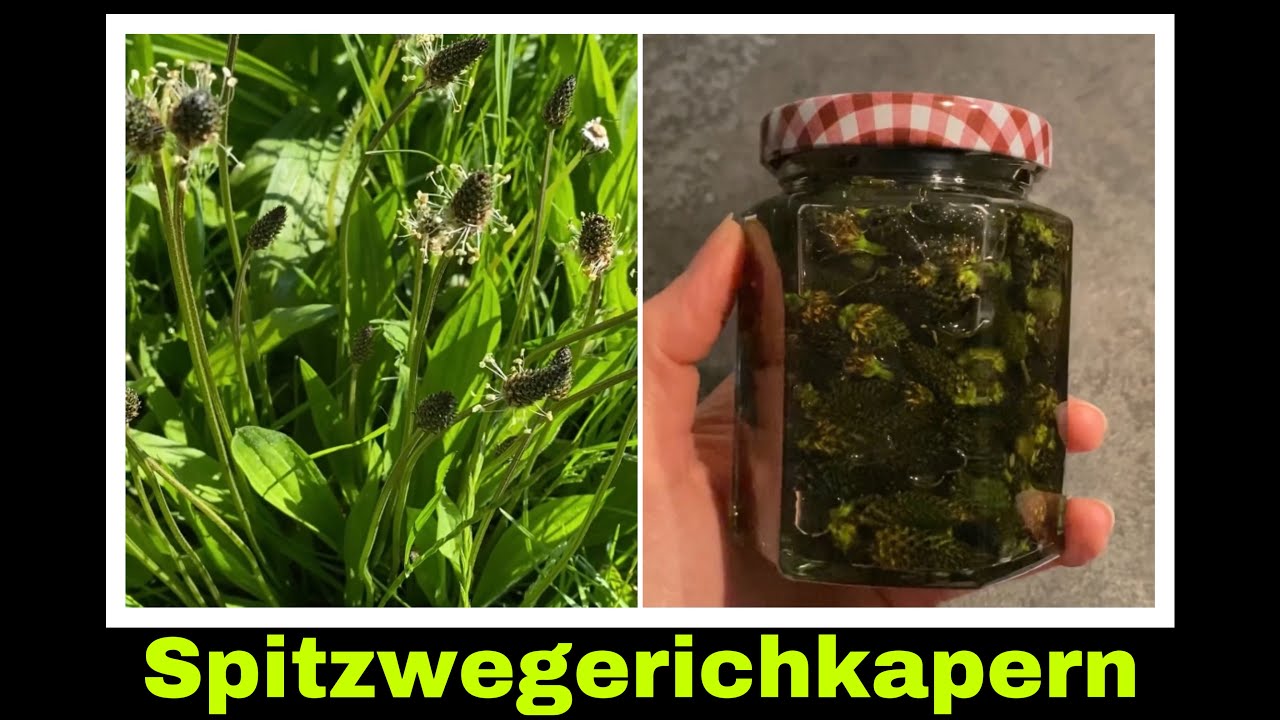 falsche Kapern selber machen aus Spitzwegerich Knospen | Selbstversorgung: Kr&auml;uter konservieren