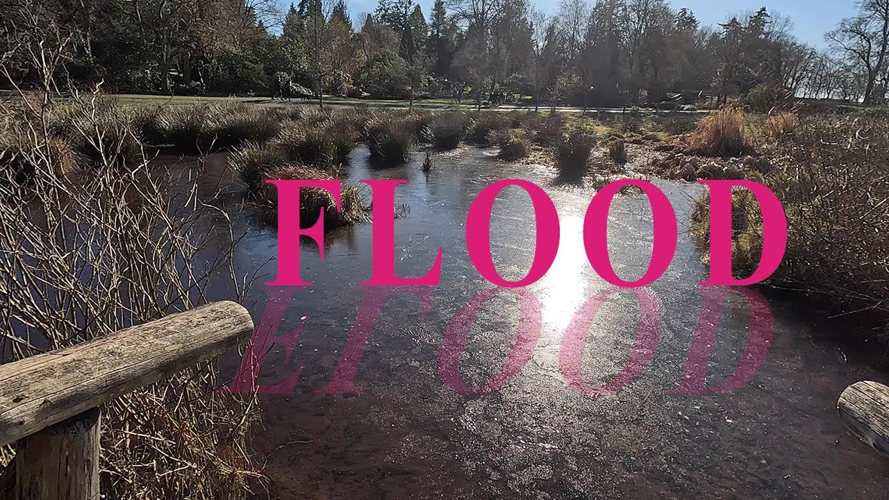 Our new neighbours caused a flood - and it's great! Rainforest West Coast - Vancouver