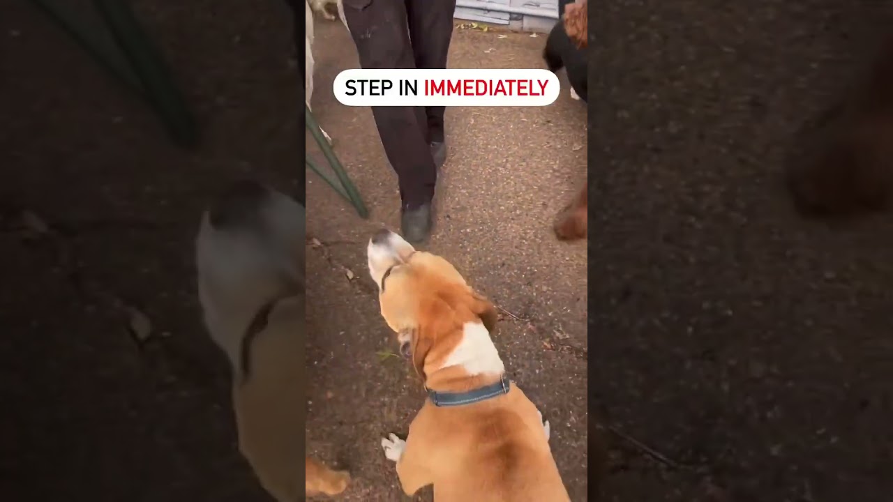 How to correct dominant dog. Dog training and psychology for aggression pit bull. #dogtraining #dog