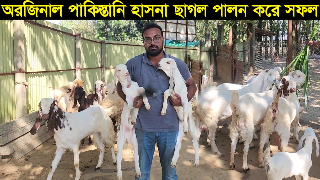 অরজিনাল পাকিস্তানি হানসা ছাগল পালন করে সফল মিল্কি মো ডেইরি ফার্ম Hansa goat farm