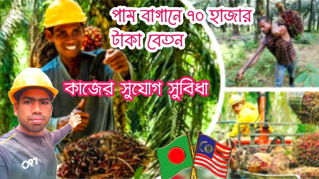 বর্তমানে মালয়েশিয়া পাম বাগানে সুযোগ-সুবিধা কেমন | মাসে কত টাকা বেতন পাবেন, Malaysia palm garden