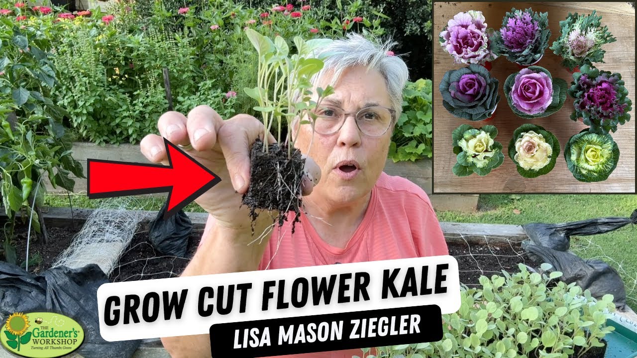 Growing Cut Flower Kale for Fall Bouquets! | Ornamental Kale
