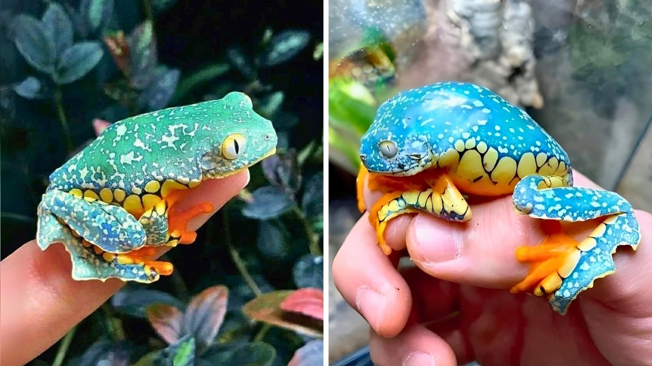 Бахромчатая листовая лягушка 🐸 Эта лягушка выглядит НАРИСОВАННОЙ!