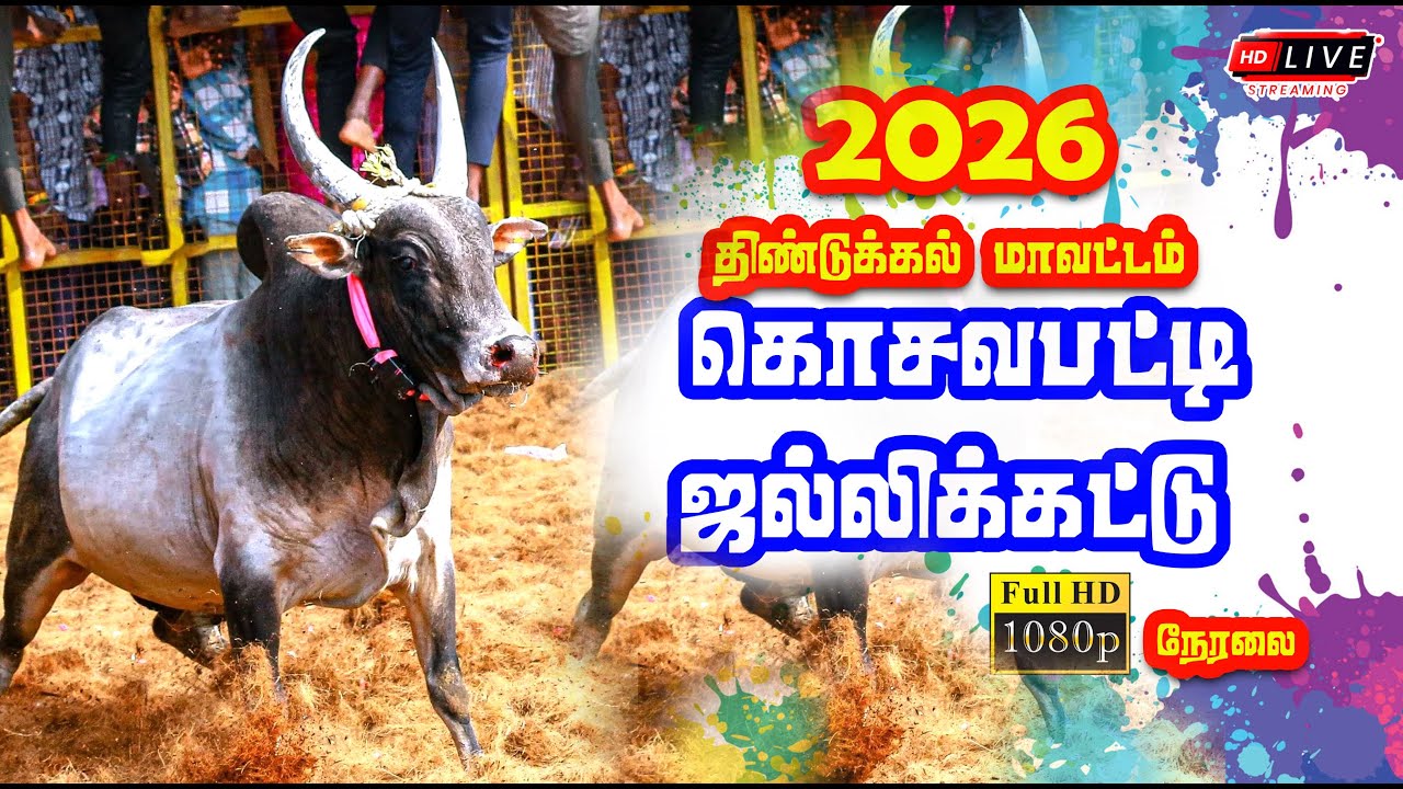 🔴 Live | கொசவப்பட்டி ஜல்லிக்கட்டு நேரலை  / Dindugal - Kosavapatti Jallikattu Live