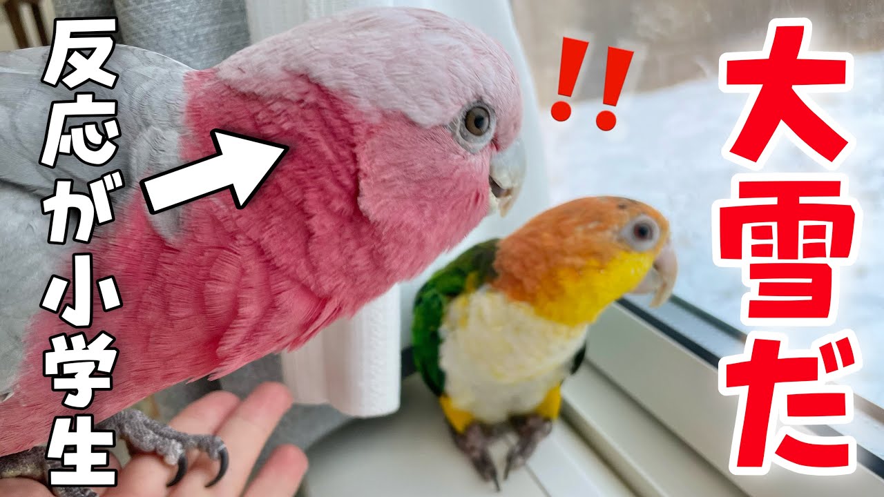 雪が嬉しくてお喋りしたりはしゃぎまくる子供みたいなインコ達ww【モモイロインコ】