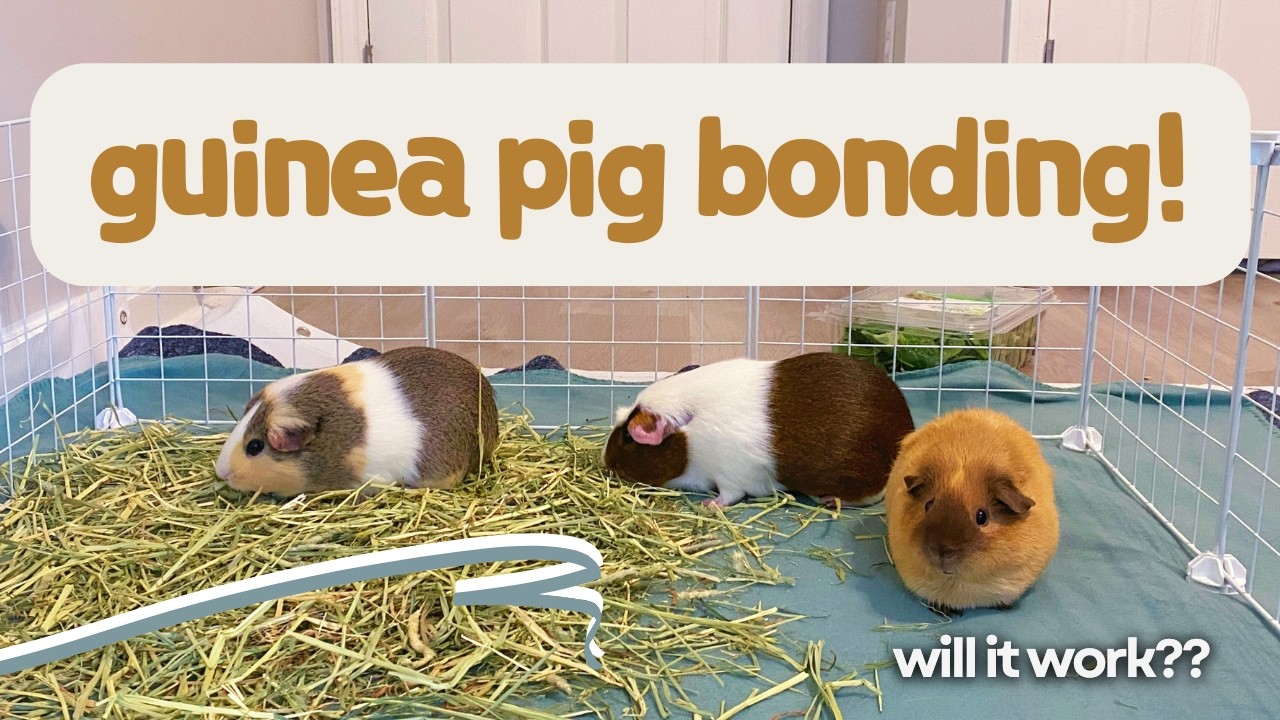 Bonding Guinea Pigs | Neutered Male & Two Females