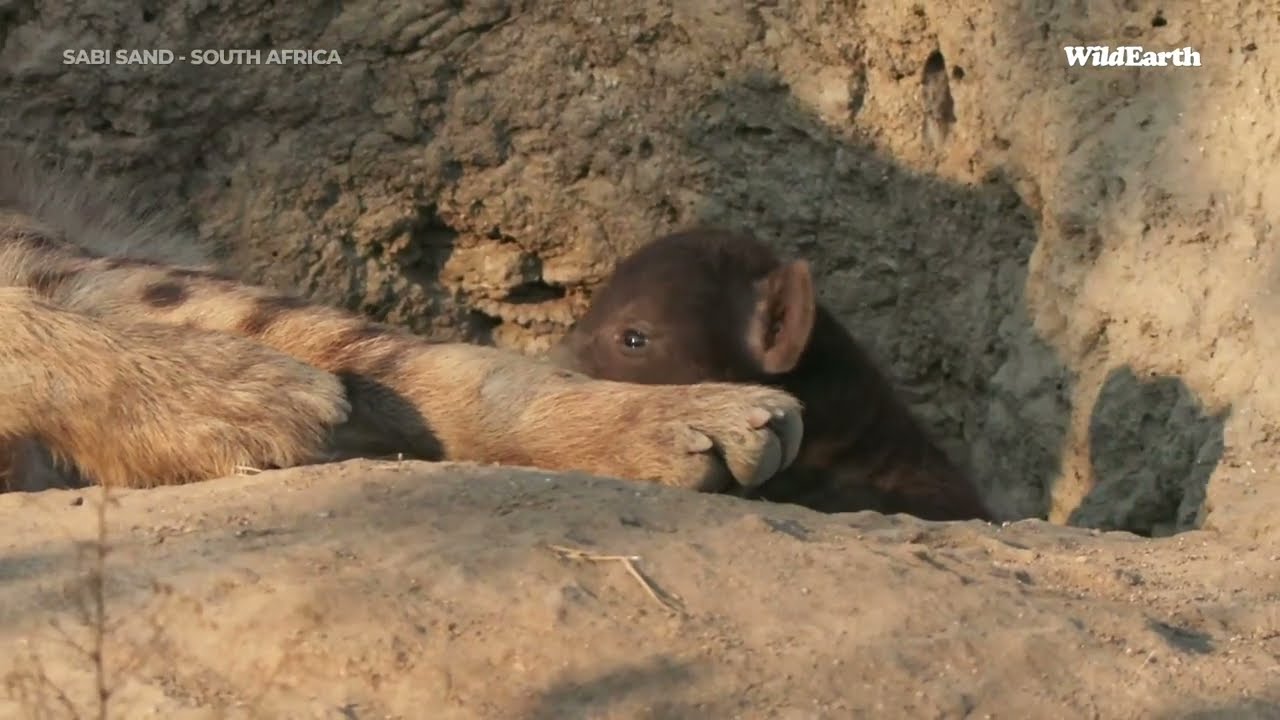 New cub in the Djuma hyena clan!