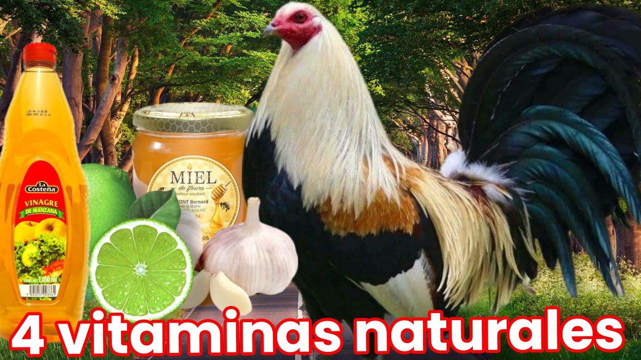 4 vitaminas naturales para nuestros gallos @El Poder del pollo
