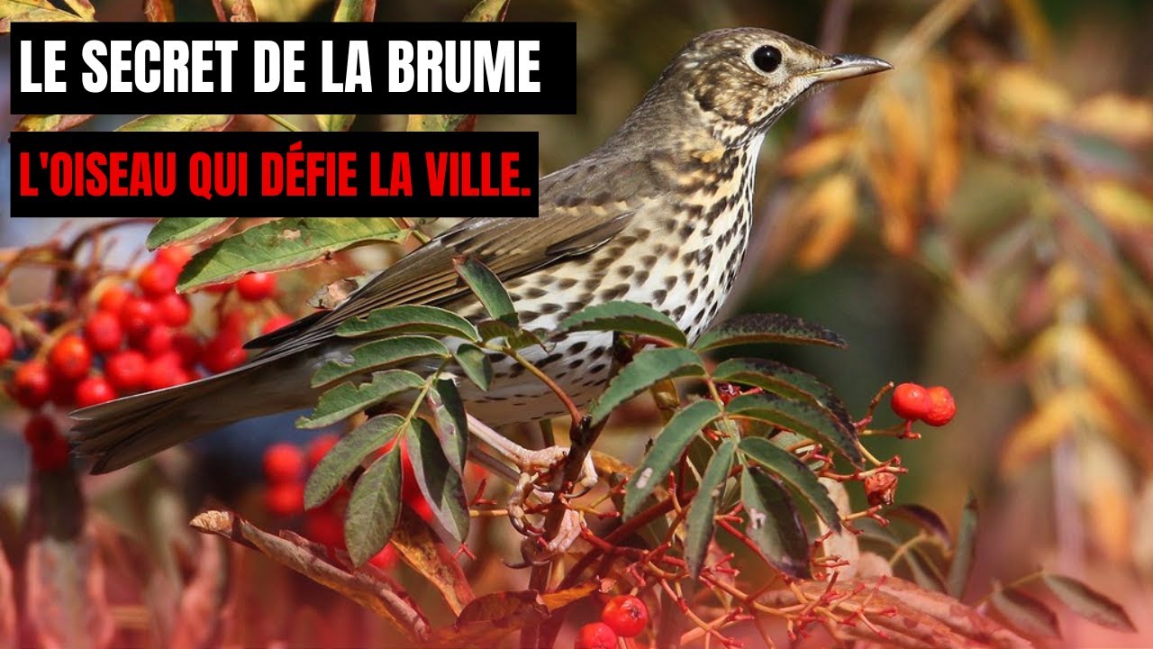 Le chant qui ne s'éteint jamais : la vie secrète du merle noir