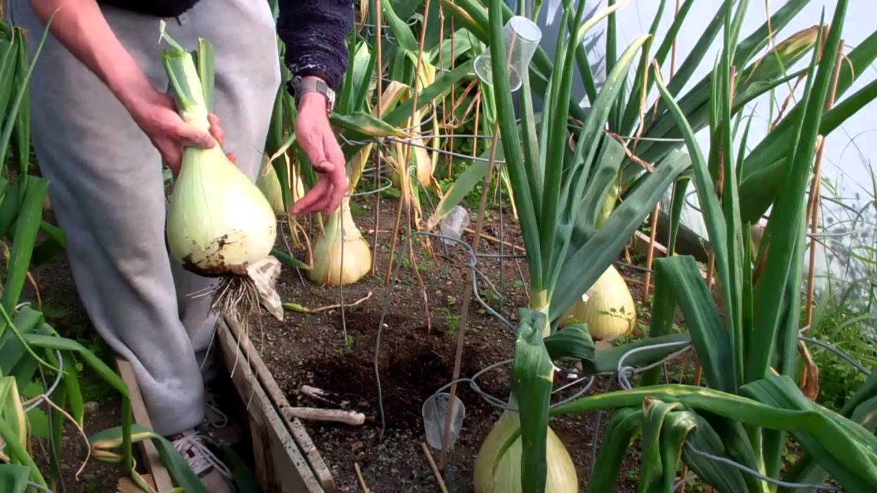 Allotment Diary Aug 7th : Harvesting the Big Exhibition Show Kelsae Onions