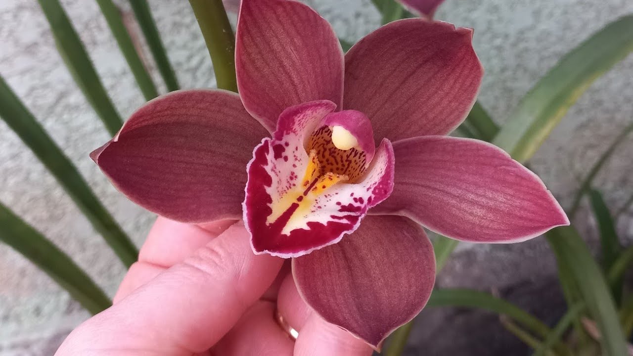 o melhor  substrato  para  cymbidium