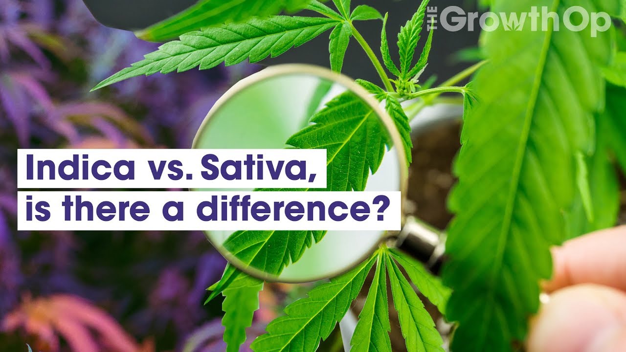 Indica vs. Sativa &ndash; is there a difference? | Weed Easy