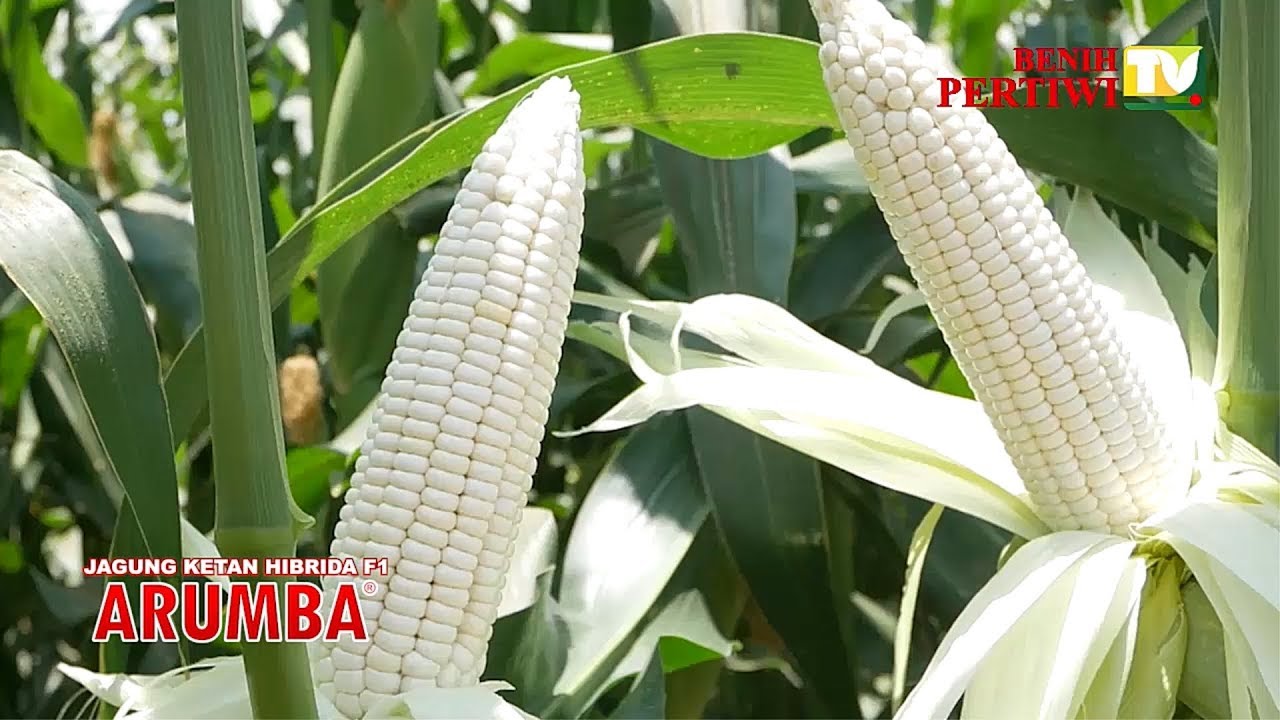 BENIH PERTIWI TV - Sukses Budidaya Jagung Ketan Arumba
