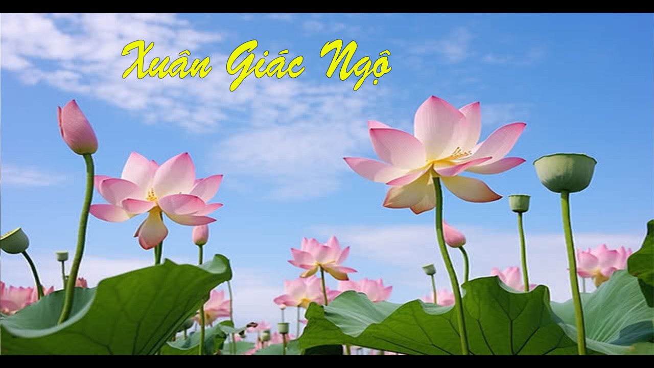 XUÂN GIÁC NGỘ