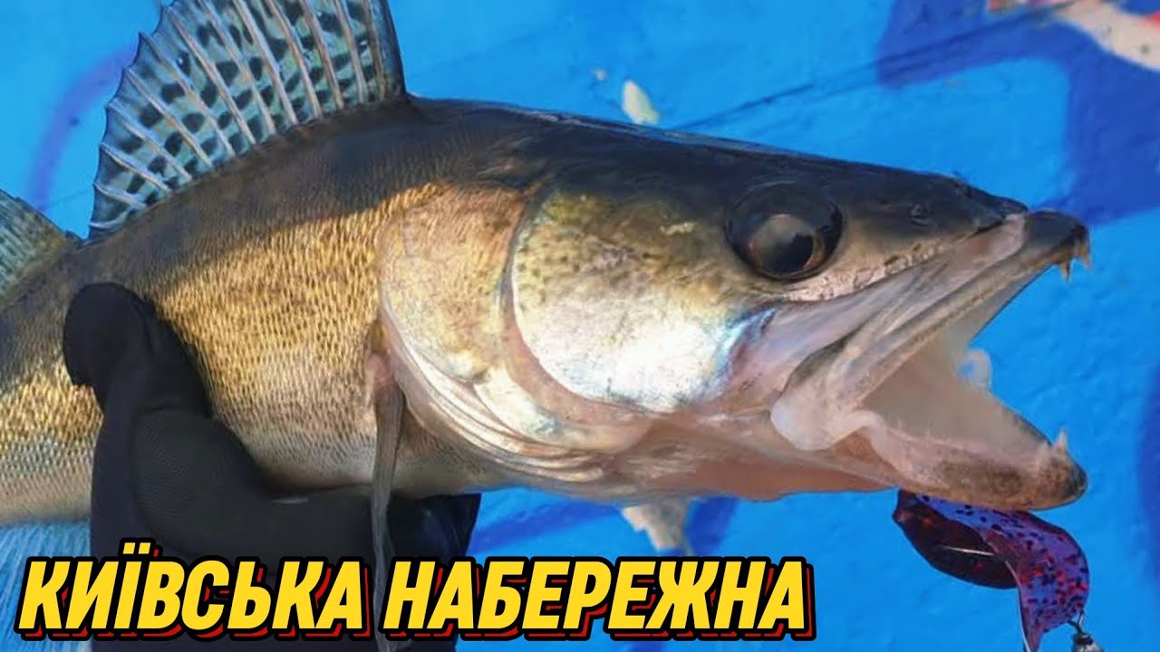 ✅СУДАК ТА СОМ ПІШОВ НА СПІНІНГ ! Риболовля на Київській набережній✅