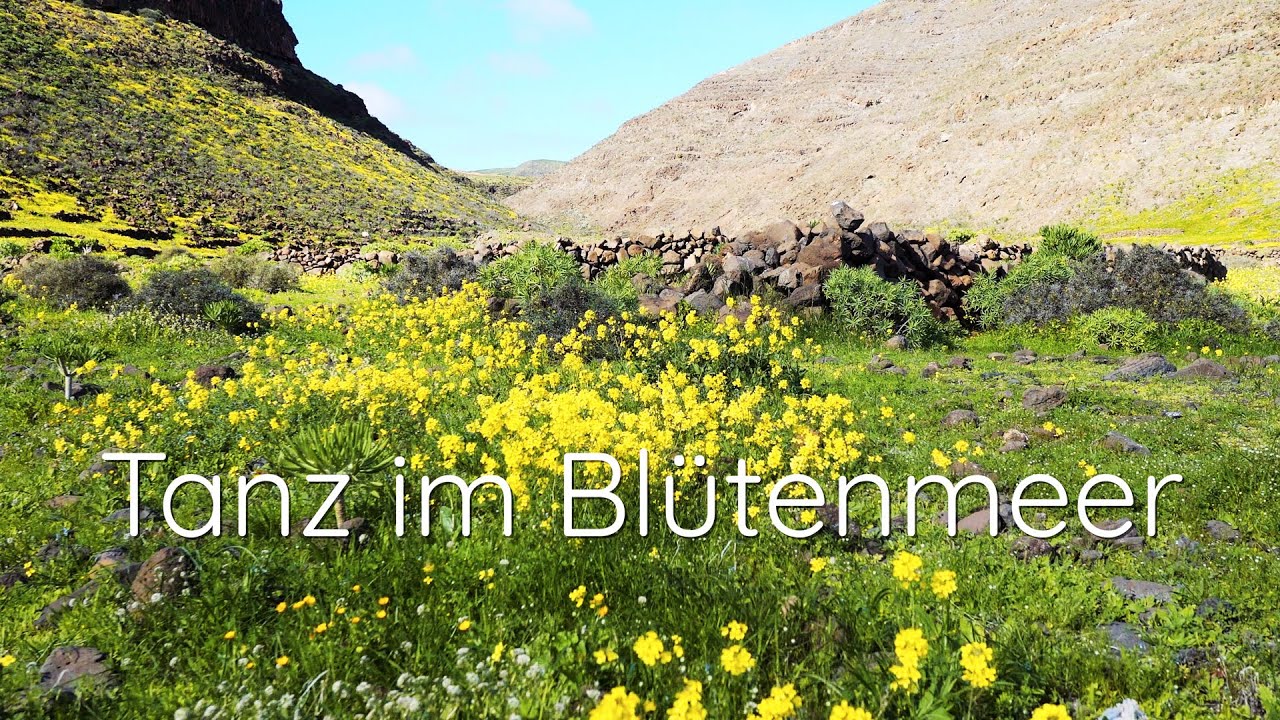 Tanz auf dem Vulkan? Wirklich?Tanz im Blütenmeer triffts eher!