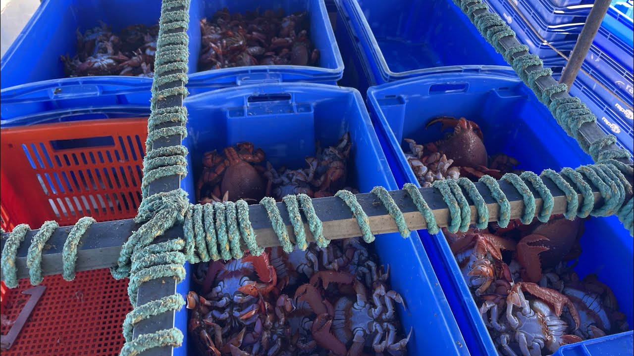 Spanner Crab fishing- Goldcoast Queensland