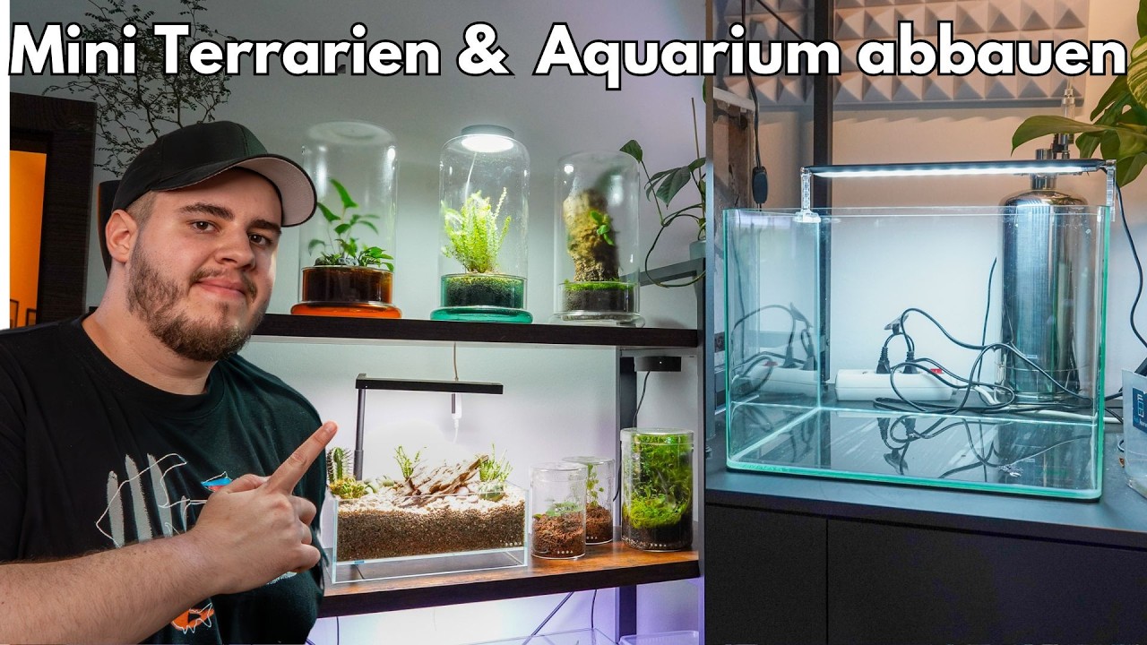 Dooa Cell: Mini Terrarium einrichten!