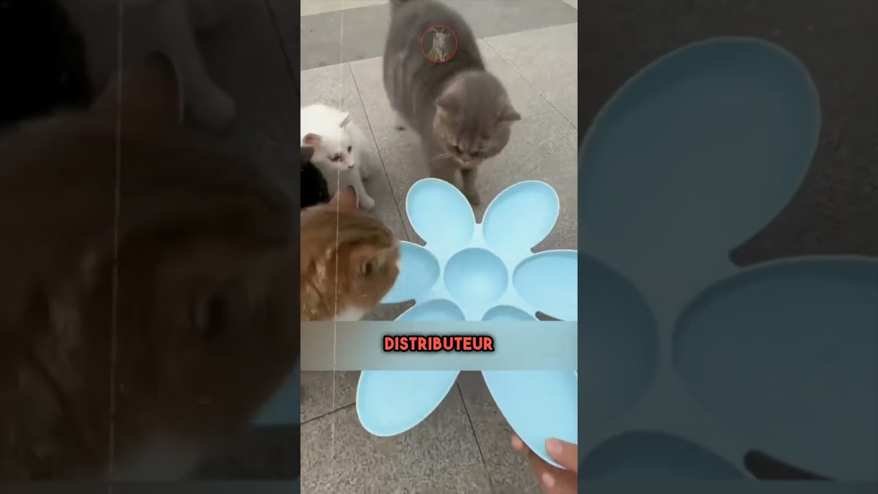 Il construit une maison pour les chats errants..