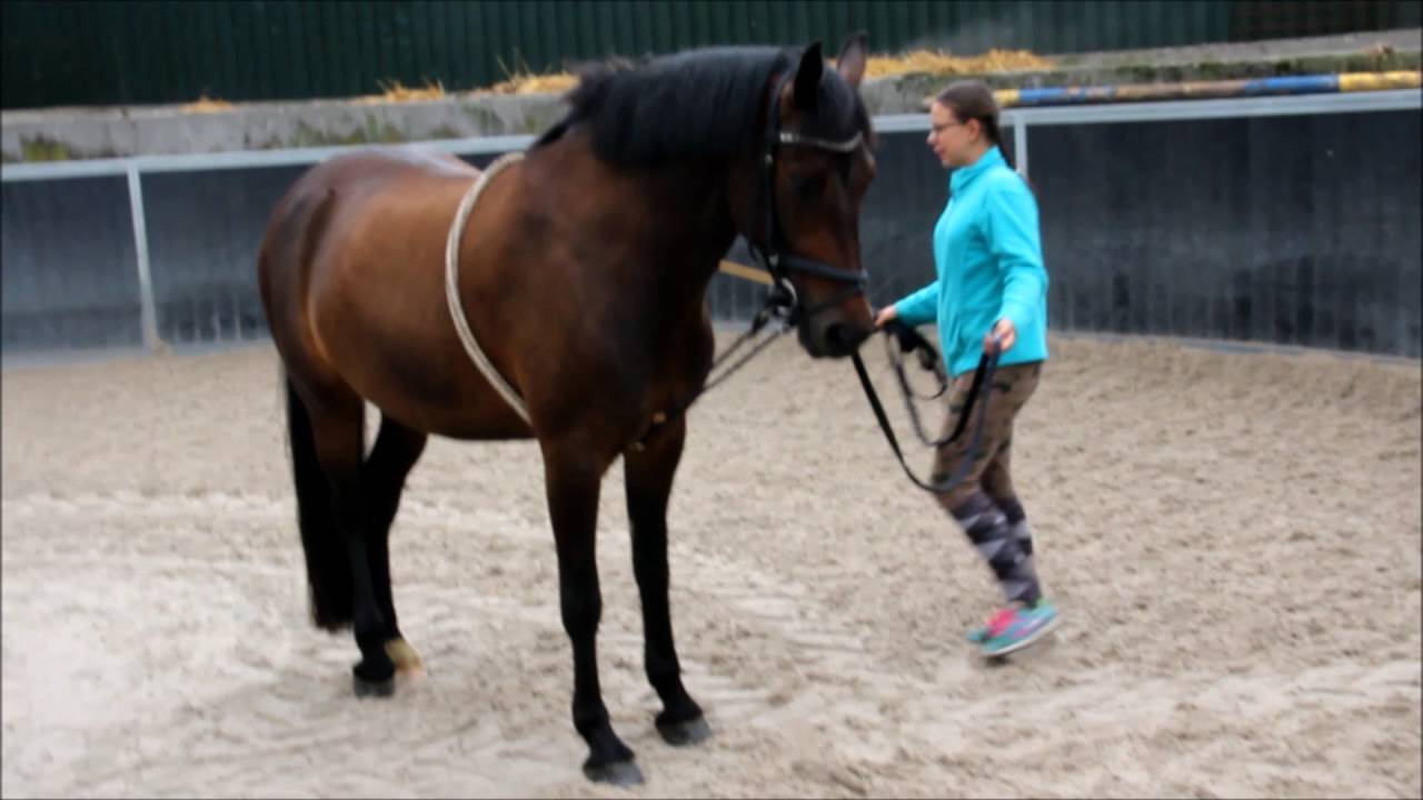 een manier om je paard te longeren| my.horse.browny|