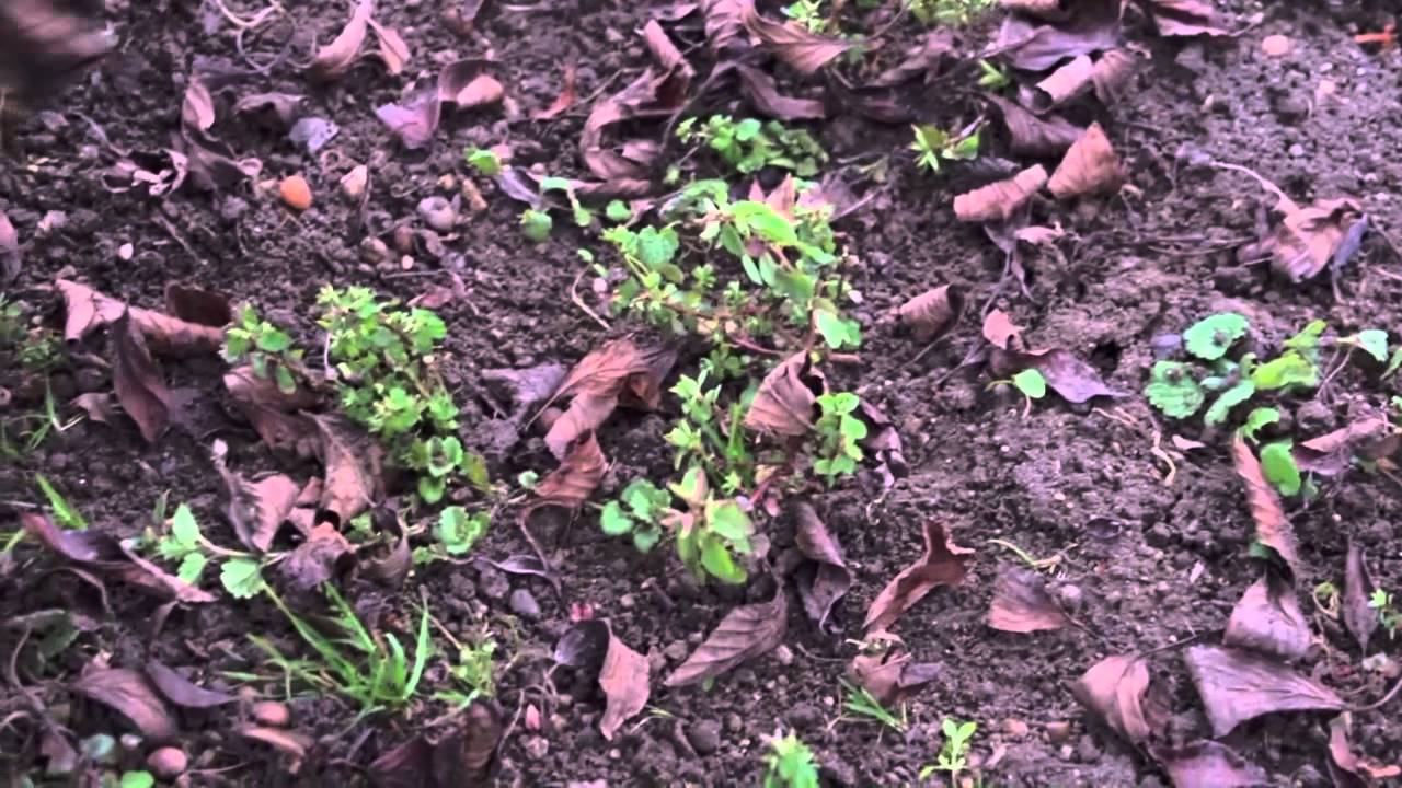 Gartentipp: Bei Plusgraden kann gej&auml;tet werden
