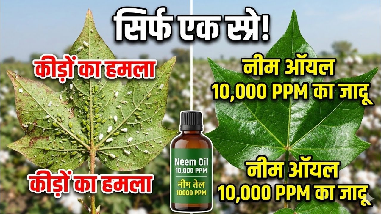 नीम ऑयल के फायदे ? नीम ऑयल प्राइस ? नीम तेल 10000 पीपीएम , नीम ऑयल कीटनाशक ?  नीम ऑयल @kisan1st 