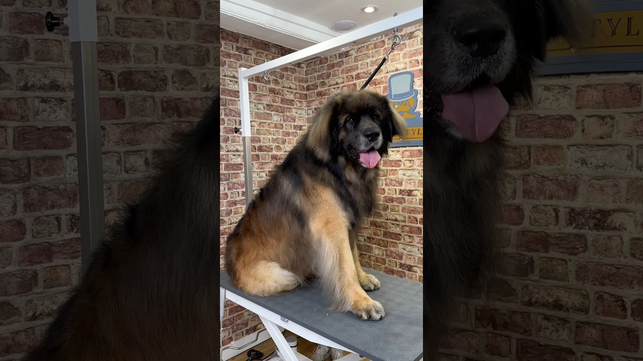 Ежедневный топ-5 Doggy: №1, превзойти леонбергера ✨ #леонбергер #смешноевидео #уходзасобаками