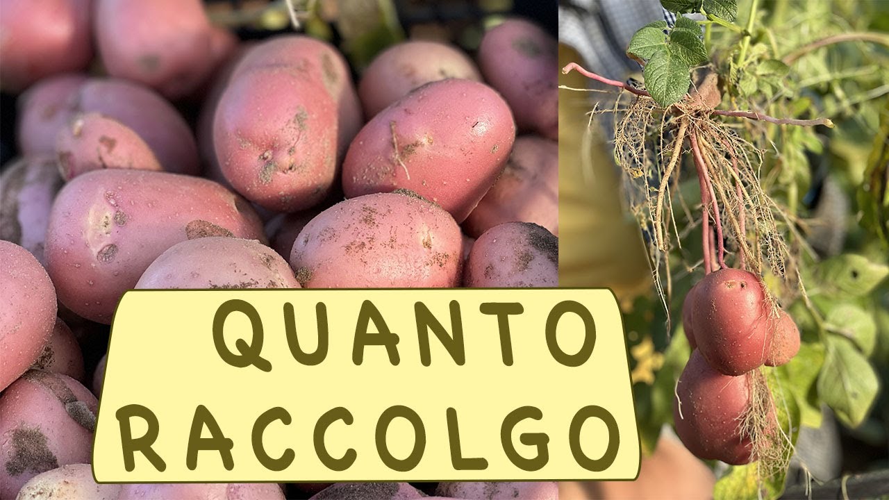 RACCOLTA PATATE - quante ne fanno?