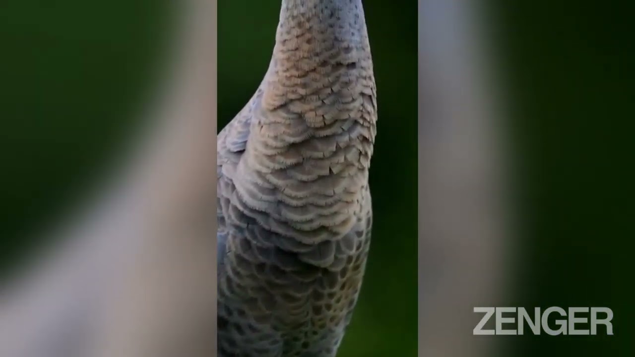 Fowl Tempered: Angry Bird Gives Wildlife Photographer The Evil Eye