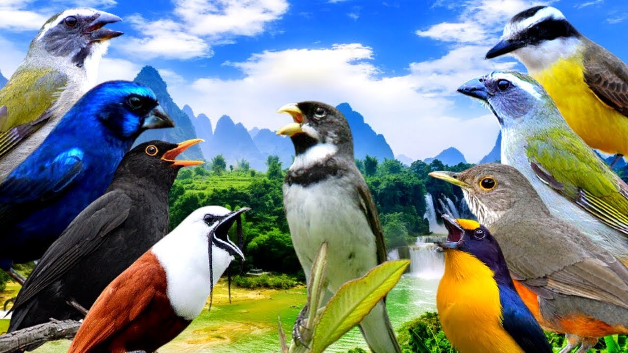 Som de Cachoeira e Pássaros Cantando na Natureza