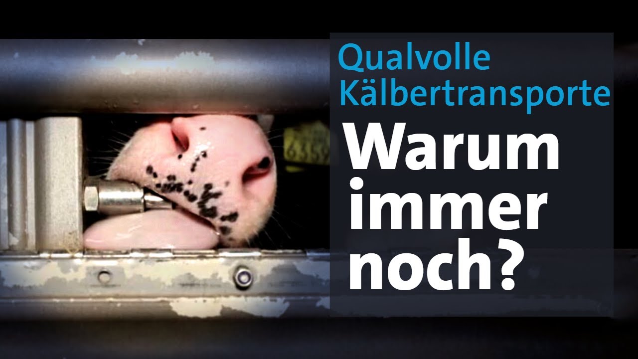 Das gnadenlose Geschäft mit Bullenkälbern | Die Story | Kontrovers | BR24