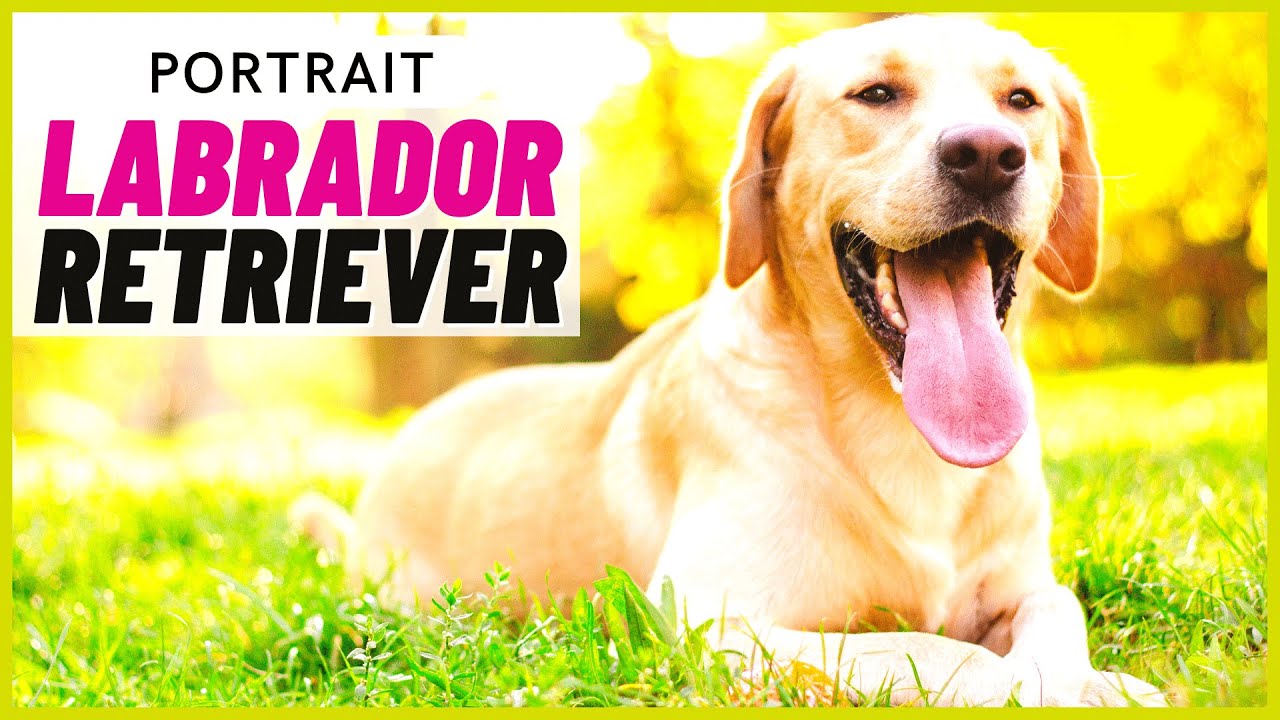 Labrador Retriever - Character, Attitude, Training & Care