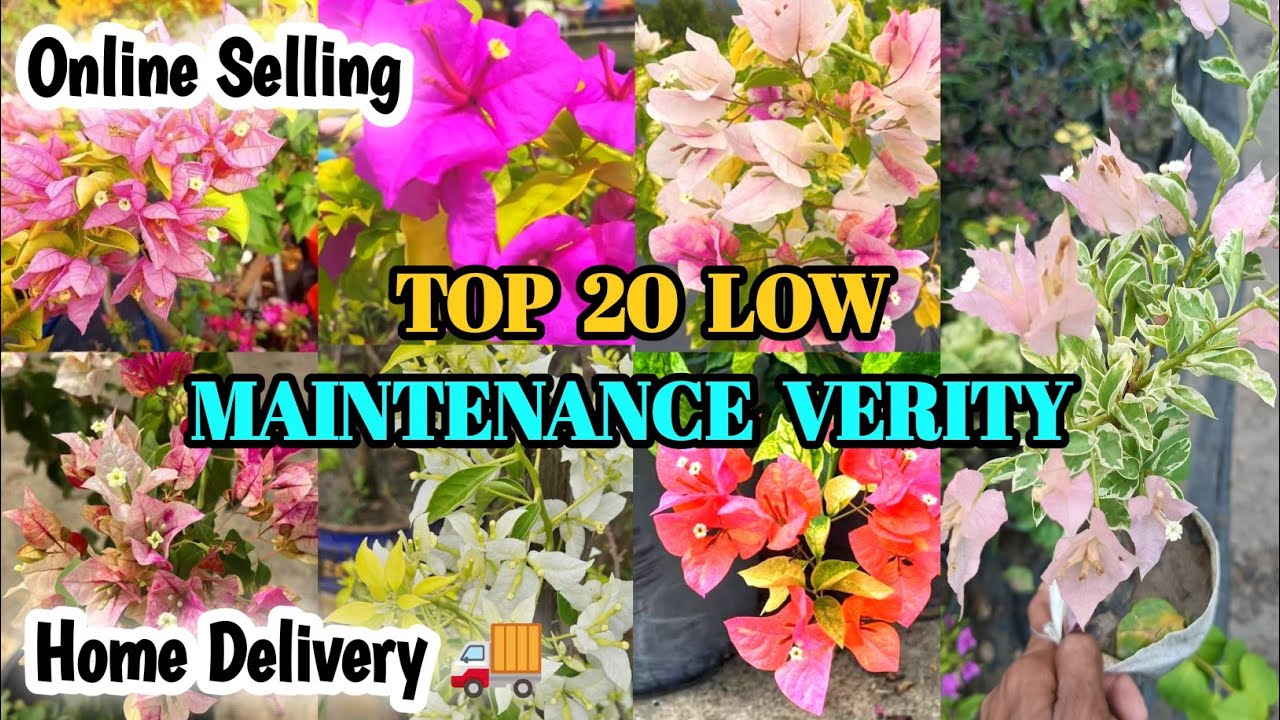 TOP 20 LOW MAINTENANCE BOUGENVELIYA VERITY🔥🤩| ALL INDIA HOME DELIVERY🚚| PLANTS PLATFORM KOLKATA🌿