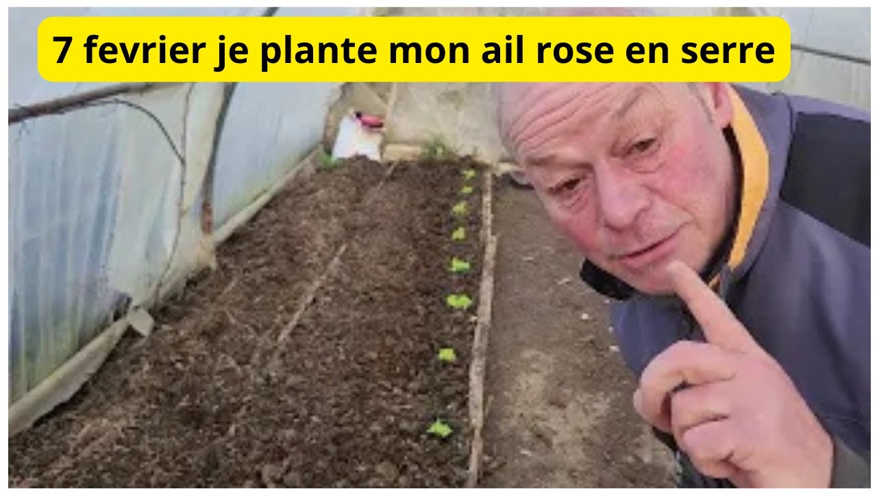 Ce 7 février,  je plante  mon Ail en serre  !