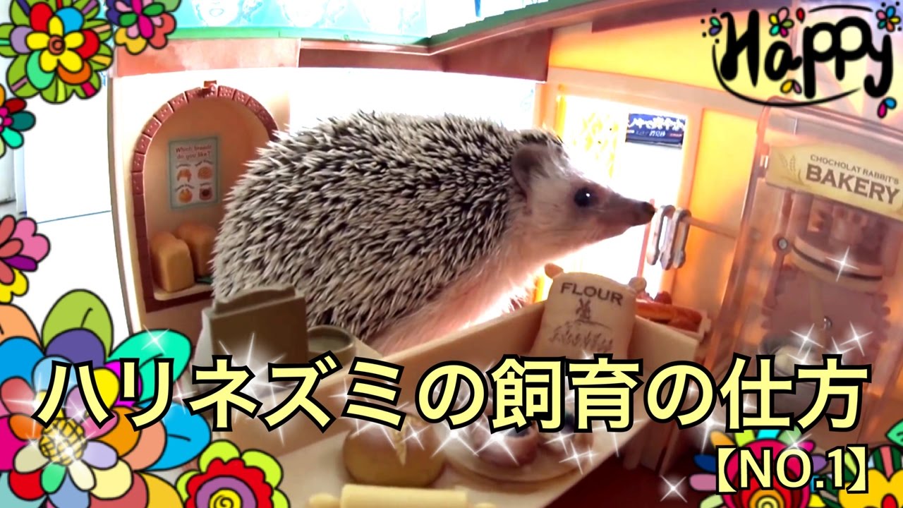 ハリネズミの飼い方