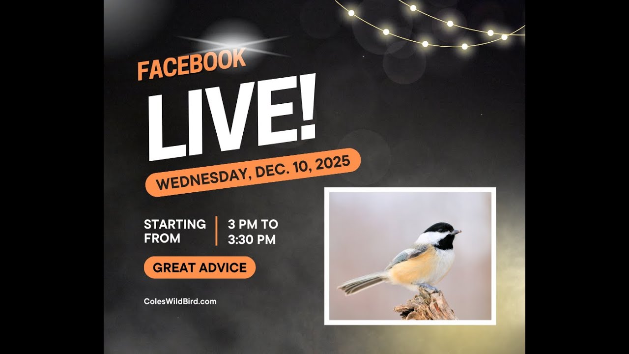 Want great advice about attracting wild birds, watch this live event with our birding expert.