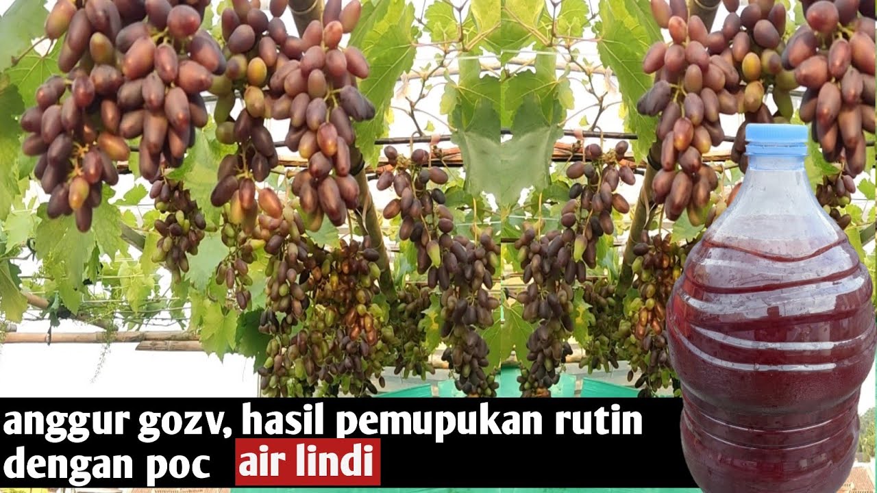 Anggur berbuah lebat, cara pemupukan pembuahan anggur dengan poc air lindi