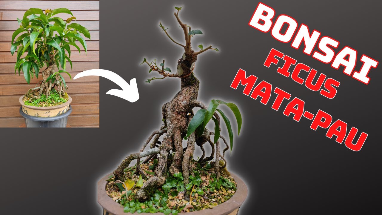 COMO FAZER BONSAI FICUS MATA-PAU 1º