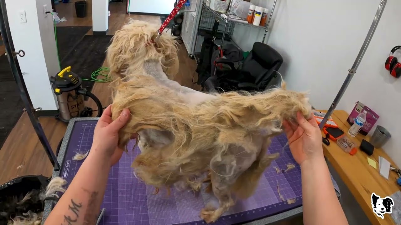 Watch Me Save This Dog From Matted Mess!