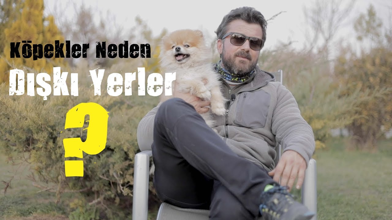 Köpekler Neden Dışkı Yerler?