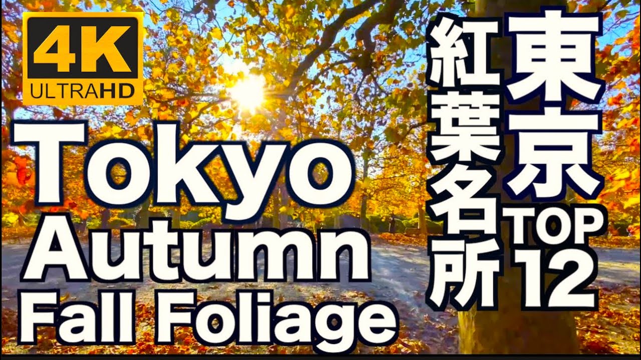 4K 東京の紅葉TOP12 Tokyo autumn leaves  Fall Foliage Trip 観光 旅行 乾通り 新宿御苑 上野公園 神宮外苑 大田黒公園 日比谷公園 六義園 昭和記念公園