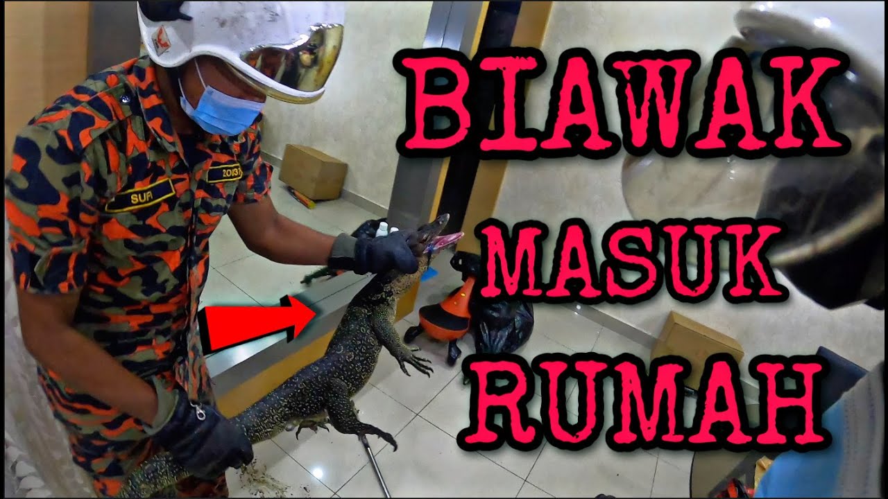 HATI-HATI MUSIM BANJIR HAIWAN BERBISA SUKA MUNCUL DALAM RUMAH | CELORENG BOMBA |