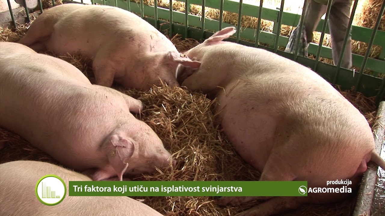 Samo za početnike u uzgoju svinja: Ova 3 faktora utiču na isplativost