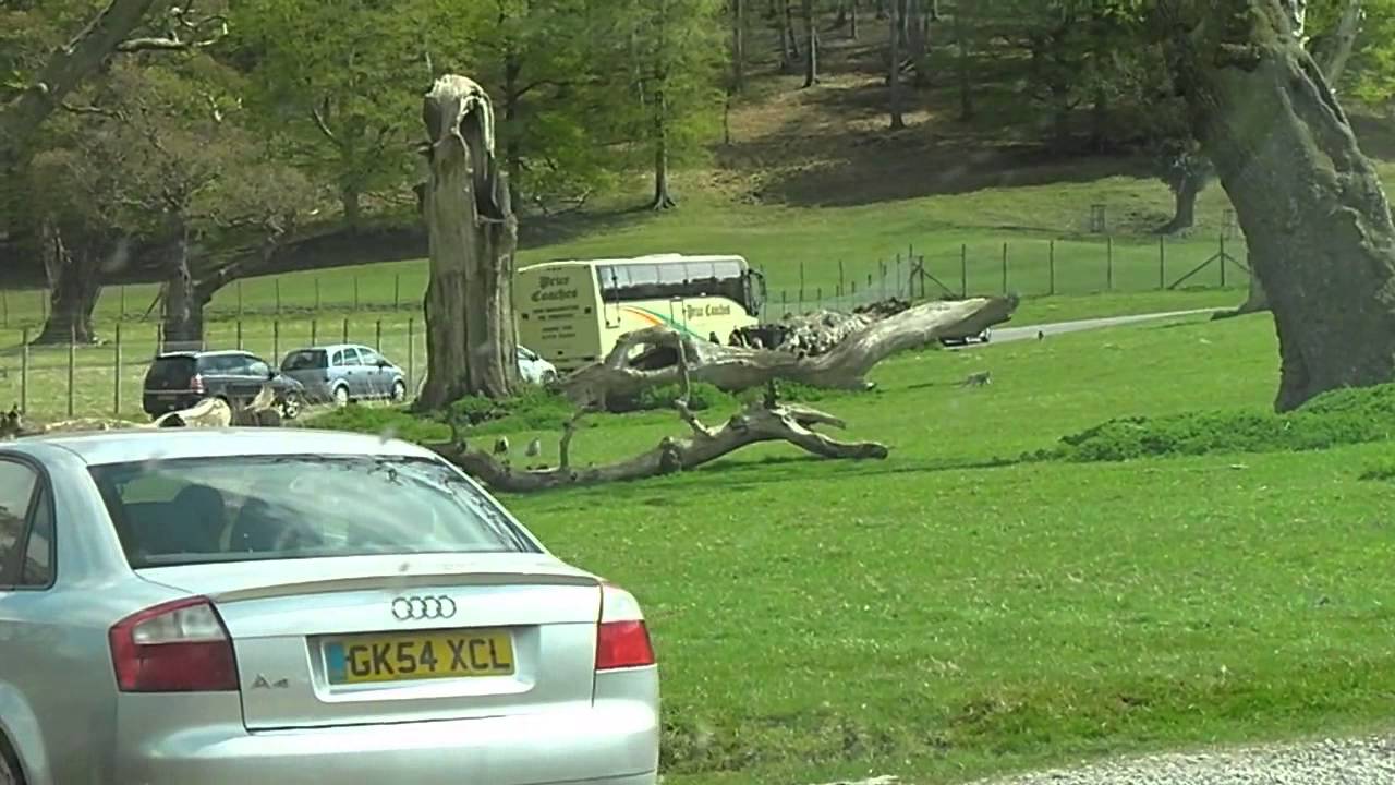 Tour of Longleat Safari Park