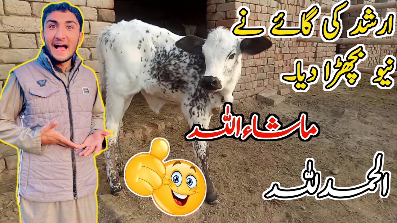 Alhamdulillah🤩 ارشد کی گائے نے نیو بچھڑی دے دی